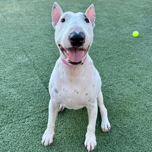 A white dog with black spots sitting on a green artificial turf, wearing a pink collar, and looking at the camera with its mouth open. A yellow tennis ball is visible in the background.