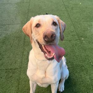 A happy yellow Labrador Retriever sitting on a green artificial turf, with its tongue out and ears flopping to the sides.