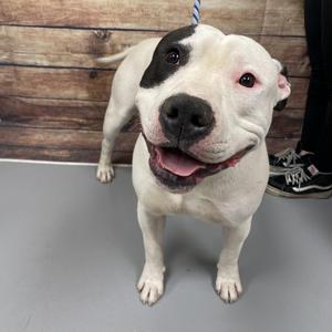 PETEY, Terrier, American Pit Bull, adult, available for adoption