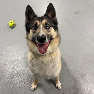 A German Shepherd dog with a black and tan coat, sitting on a gray floor, looking up with its mouth open and tongue out, next to a yellow ball.