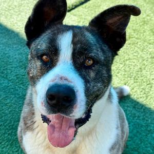 BIG BOY, Husky, adult, available for adoption