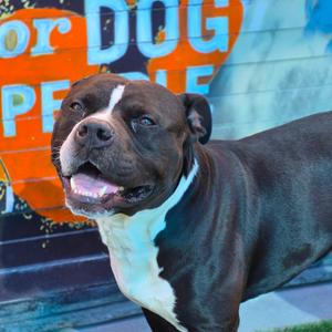 DYNAMITE, Terrier, Pit Bull, adult, available for adoption