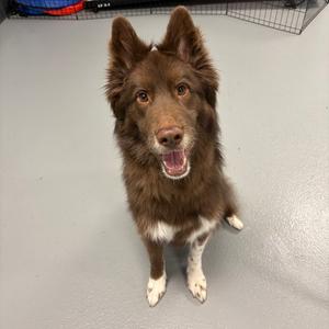MUSA, Husky, adult, available for adoption