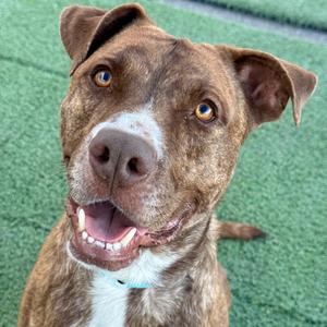 A brown and white dog with a happy expression, looking up at the camera.
