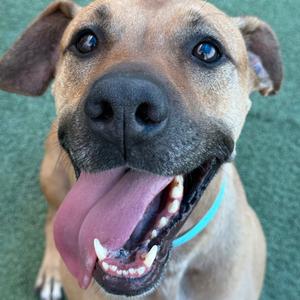 A close-up of a happy dog with a brown coat, blue eyes, and a light blue collar, panting with its tongue out.