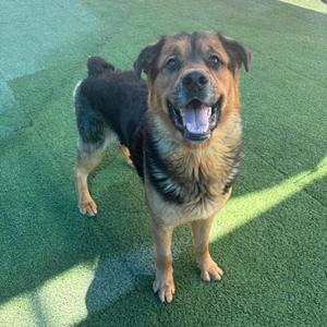 A happy dog with a black and brown coat standing on green artificial turf, looking up with its mouth open and tongue out.