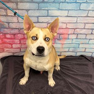 BENJI, Husky, adult, available for adoption