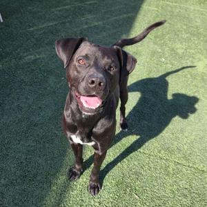 SMOKEY ROBINSON, Terrier, American Pit Bull, adult, available for adoption