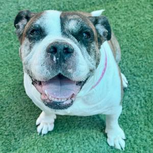 IZZY, Bulldog, American, senior, available for adoption