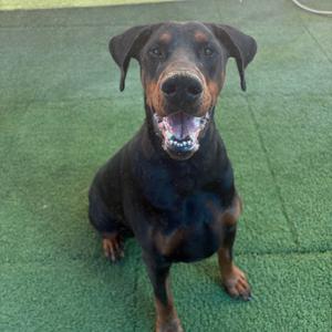 A black and tan dog sitting on a green surface