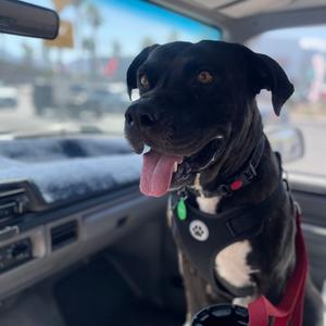 TORO in FOSTER, Retriever, Black Labrador, adult, available for adoption