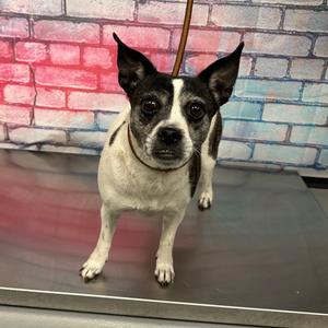 DORA, Chihuahua, adult, available for adoption