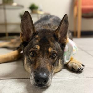 SIENNA, Shepherd, German, adult, available for adoption