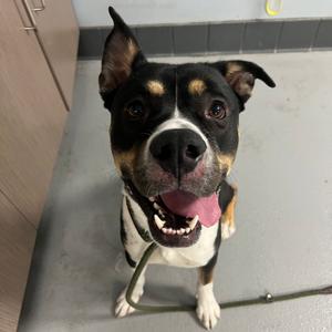 S'MORE, Shepherd, German, adult, available for adoption