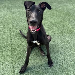 VIXEN, Great Dane, adult, available for adoption