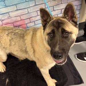 GG, Akita, adult, available for adoption