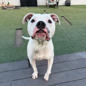 A white dog with a black nose and pink ears standing on a wooden deck, looking up at the camera.