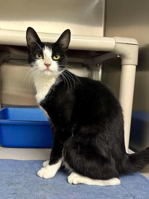 Itsy, young, available for adoption