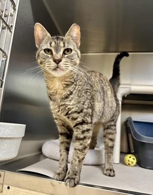 Flicker, adult, available for adoption