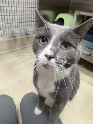 A gray and white cat with long whiskers sitting on a person's foot, looking up with wide eyes.