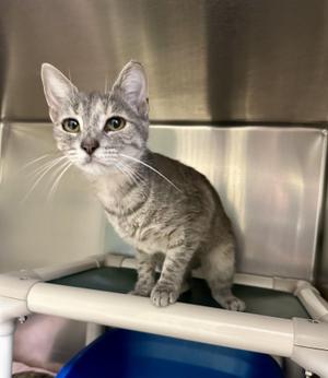 Flutter, adult, available for adoption