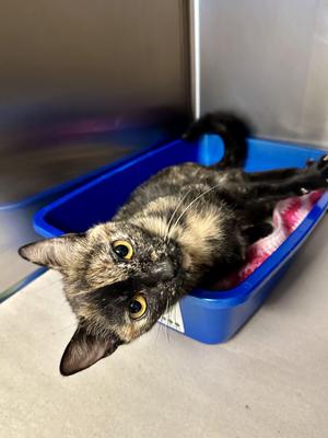Saffron, adult, available for adoption