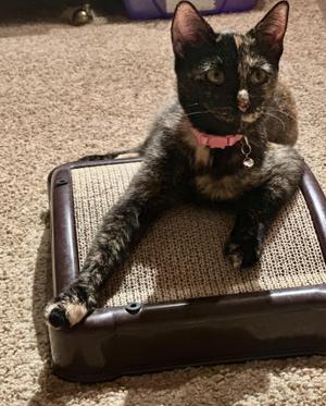 Chai, adult, available for adoption