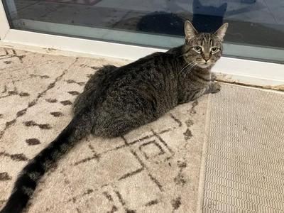 Coco 5191, adult, available for adoption