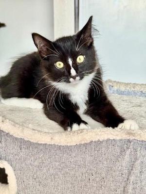 Archie 5158, young, available for adoption