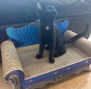 A black cat sitting on a blue and beige cat bed with a tufted backrest and a scratching surface.