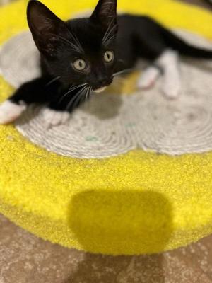 Billie 5165, kitten, available for adoption