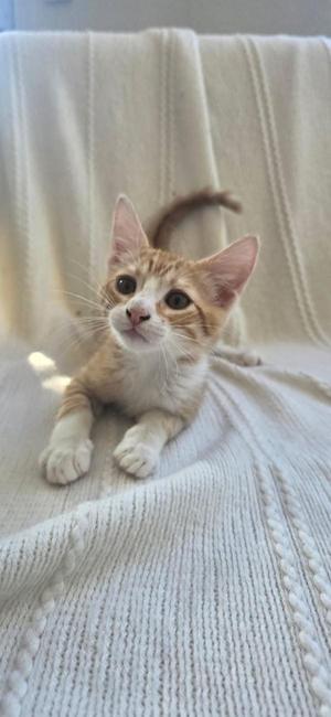 A small orange and white kitten lying on a white knitted blanket, looking up with wide eyes.