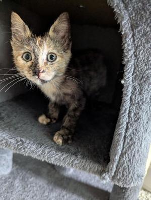 Donette 5157, kitten, available for adoption