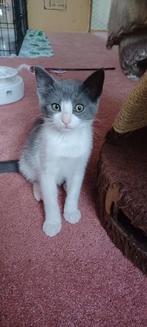 Chrissy 5154, young, available for adoption