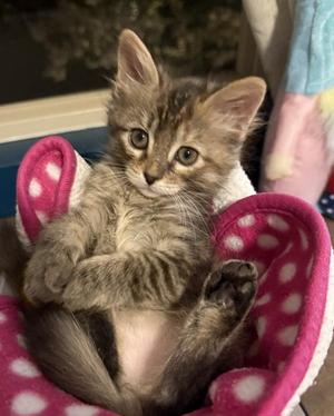Alice 5179, kitten, available for adoption