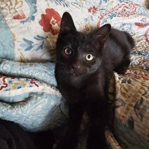 Bonita 5080, kitten, available for adoption
