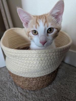 A small orange and white kitten sitting in a woven basket.