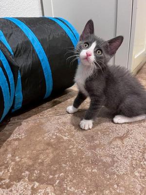 Benson 5167, kitten, available for adoption