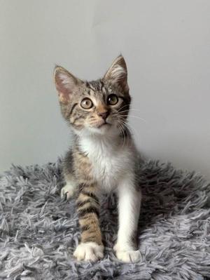A tabby kitten with white paws and chest sitting on a gray, fluffy surface.