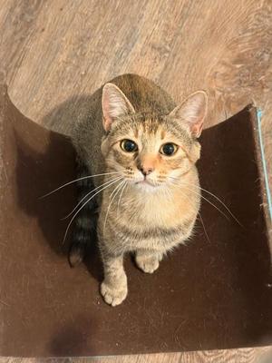 Claire Bear 5211, adult, available for adoption