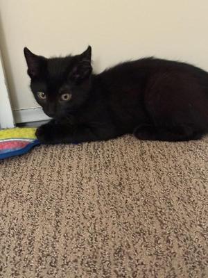 Donatello 5141, young, available for adoption