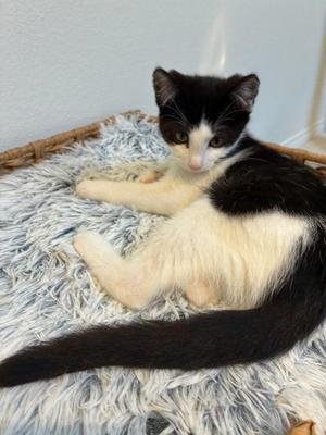 Buster 5184, young, available for adoption