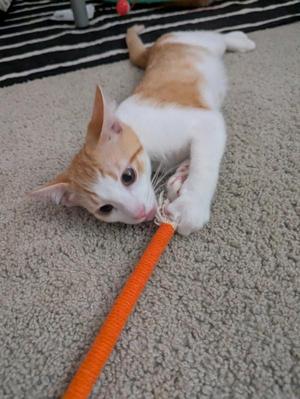 A white and orange cat lying on a carpet, playing with an orange rope toy.