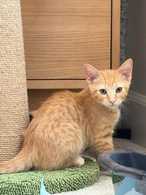 Dolly 5243, kitten, available for adoption