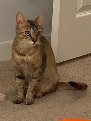 A brown tabby cat sitting on a carpeted floor, looking directly at the camera.