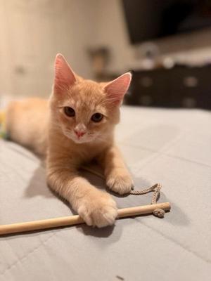 Cayenne 5174, kitten, available for adoption