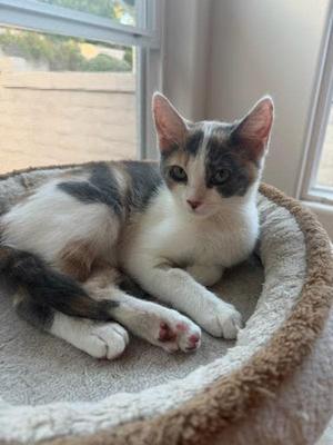 A calico cat with white, black, and brown fur is lying in a cozy cat bed near a window.