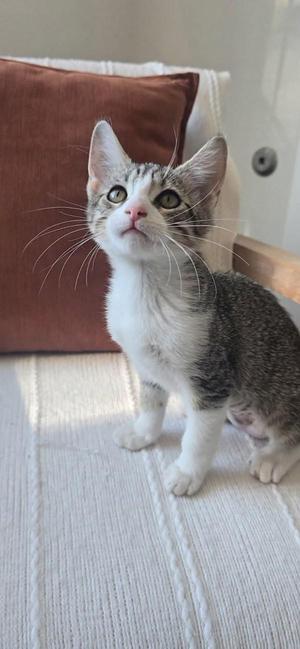 Abbey 5101, young, available for adoption