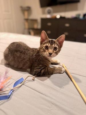 Chili 5171, kitten, available for adoption