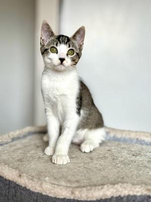 A small gray and white kitten sitting on a cat tree, looking up with bright green eyes.